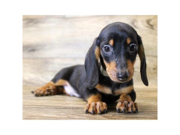 Dachshund DOG Male Black / Tan 1662 Petland Florence, Kentucky