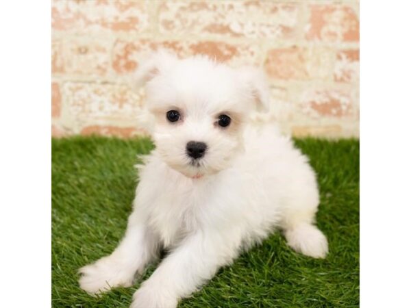 Maltese DOG Male White 1668 Petland Florence, Kentucky