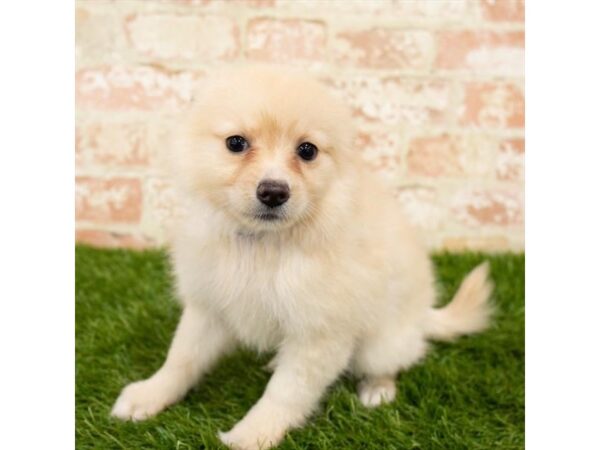 Pomeranian DOG Female Orange 1667 Petland Florence, Kentucky