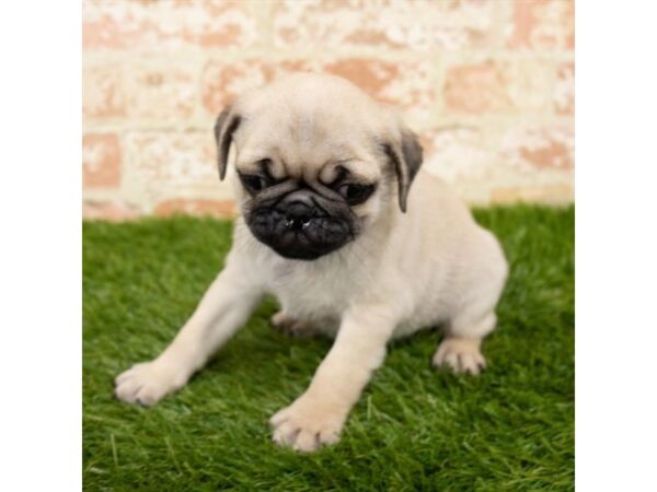 Pug DOG Male Fawn 1663 Petland Florence, Kentucky