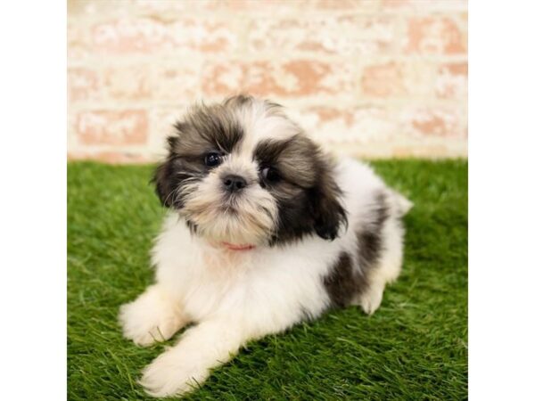 Lhasa Apso DOG Male Brindle 1664 Petland Florence, Kentucky