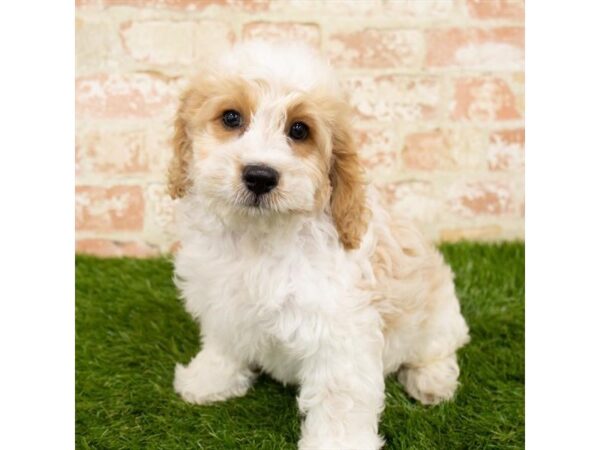 Cock A Poo-DOG-Male-Buff / White-1665-Petland Florence, Kentucky