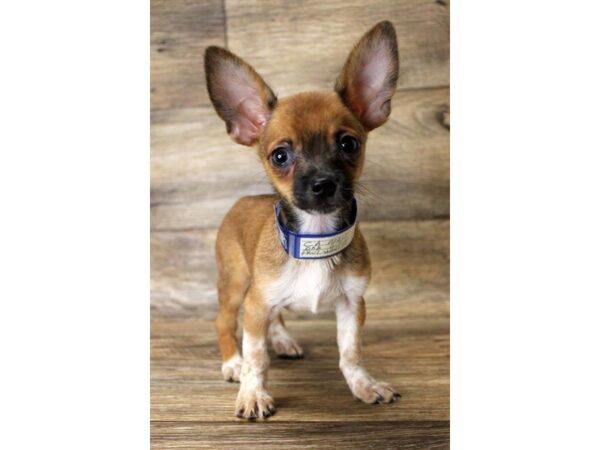 Chihuahua-DOG-Male-Black Sabled Fawn-1669-Petland Florence, Kentucky