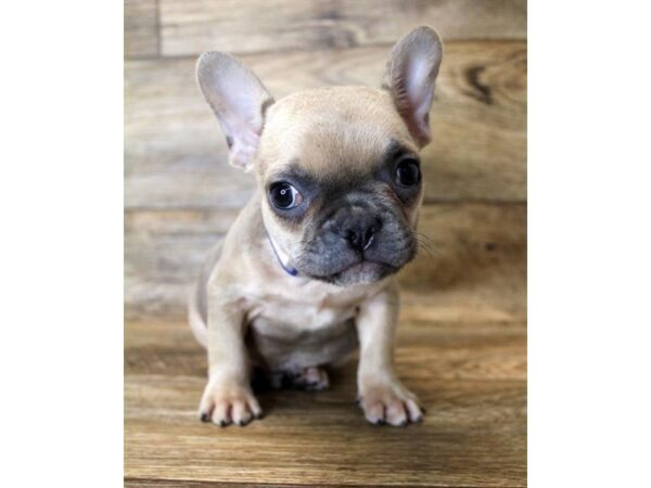 French Bulldog-DOG-Male-Blue Fawn-1670-Petland Florence, Kentucky