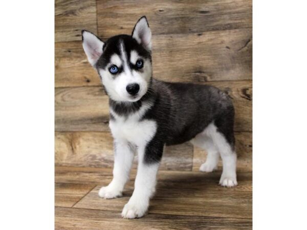 Siberian Husky DOG Male Black / White 1671 Petland Florence, Kentucky