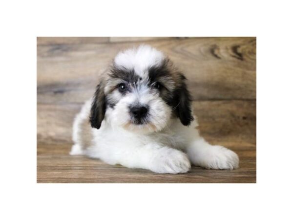 Teddy Bear-DOG-Male-Gold Sable-1672-Petland Florence, Kentucky
