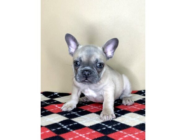 French Bulldog DOG Male Blue Fawn 1661 Petland Florence, Kentucky