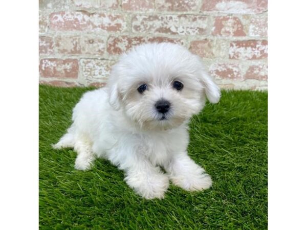 ShizaPoo DOG Male White 1673 Petland Florence, Kentucky