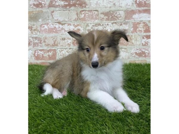 Shetland Sheepdog DOG Female Sable / White 1674 Petland Florence, Kentucky