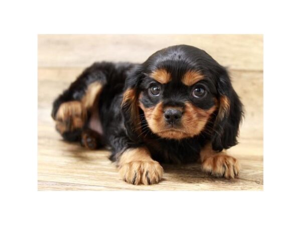 Cavalier King Charles Spaniel-DOG-Male-Black / Tan-1677-Petland Florence, Kentucky