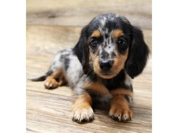 Dachshund-DOG-Male-Black / Tan-1678-Petland Florence, Kentucky