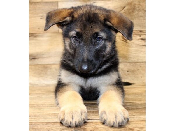 German Shepherd Dog-DOG-Male-Black / Tan-1679-Petland Florence, Kentucky