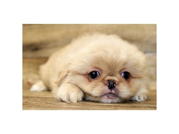 Pekingese-DOG-Female-Fawn-1680-Petland Florence, Kentucky