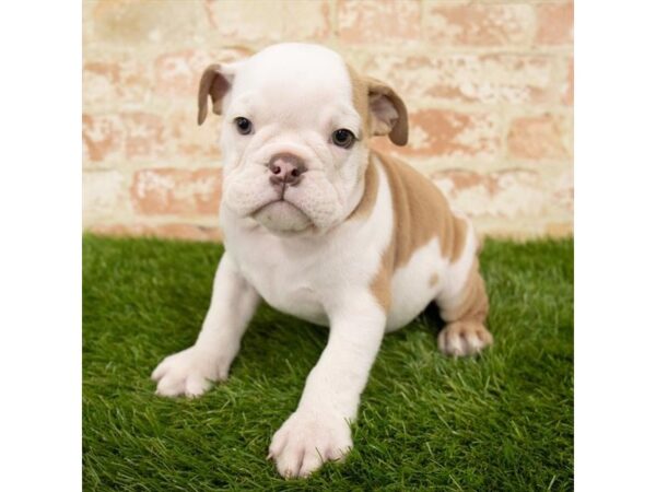 Bulldog DOG Male Red 1688 Petland Florence, Kentucky