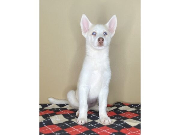 Siberian Husky DOG Female Agouti / White 1676 Petland Florence, Kentucky