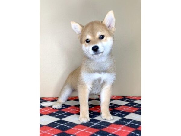 Shiba Inu DOG Male Red Sesame 1698 Petland Florence, Kentucky