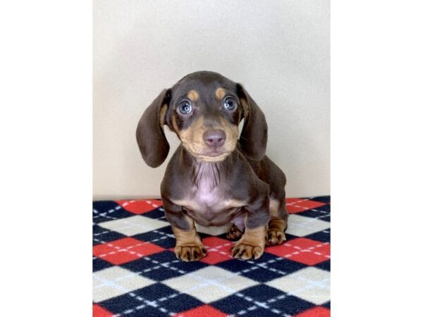 Dachshund DOG Male Chocolate / Tan 1697 Petland Florence, Kentucky