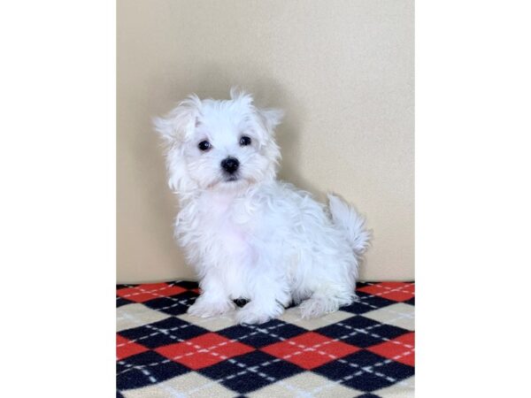 Maltese DOG Male White 1695 Petland Florence, Kentucky