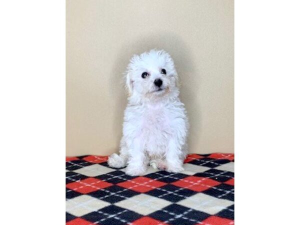 Bichon Frise DOG Male White 1696 Petland Florence, Kentucky