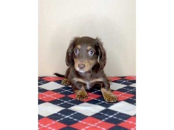 Dachshund-DOG-Female-Chocolate / Tan-1694-Petland Florence, Kentucky
