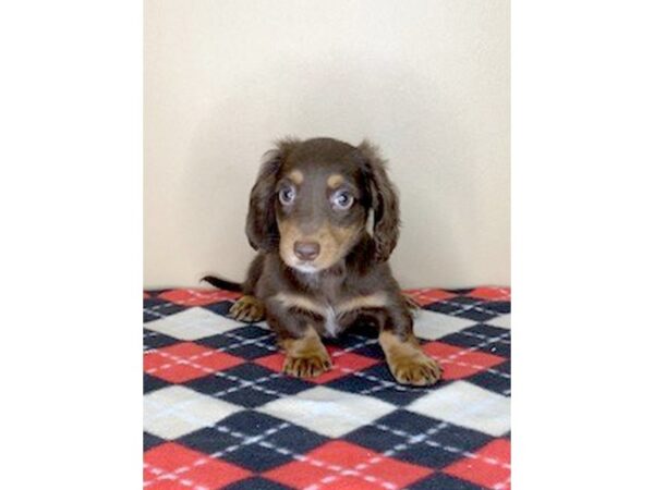 Dachshund DOG Female Chocolate / Tan 1694 Petland Florence, Kentucky