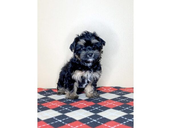 Morkie-DOG-Male-Black / Tan-1693-Petland Florence, Kentucky