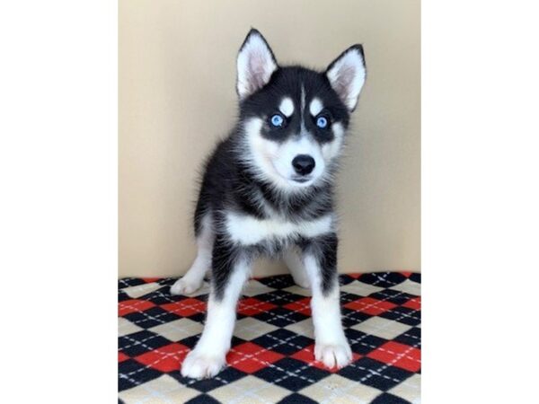 Siberian Husky DOG Female Black / White 1684 Petland Florence, Kentucky