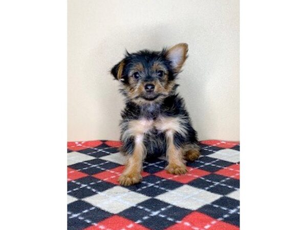 Yorkshire Terrier DOG Male Black / Tan 1685 Petland Florence, Kentucky