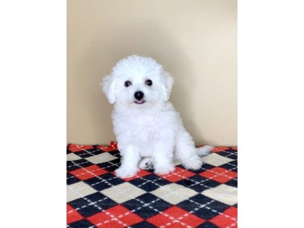 Bichon Frise DOG Male White 1686 Petland Florence, Kentucky