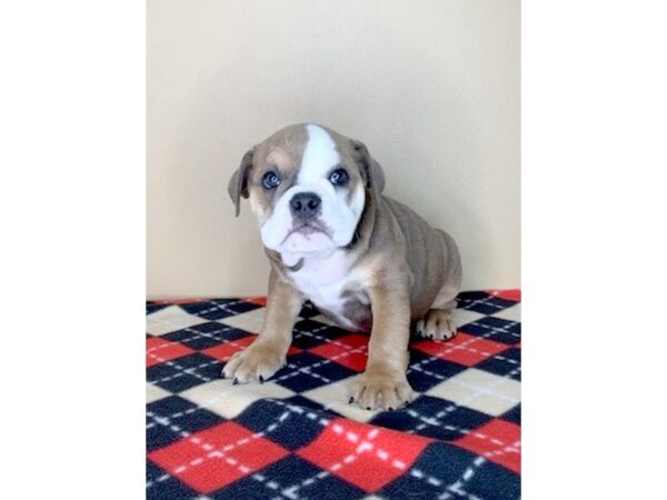 Bulldog DOG Female Blue Fawn 1687 Petland Florence, Kentucky