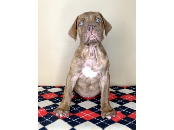 Dogue de Bordeaux DOG Female Red Brindle 1683 Petland Florence, Kentucky