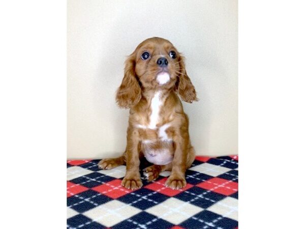 Cavalier King Charles Spaniel-DOG-Female-Ruby-1682-Petland Florence, Kentucky