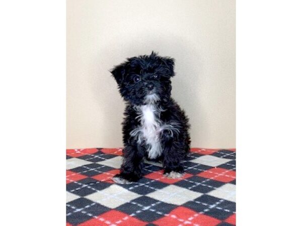 Yorkiepoo DOG Female Black 1689 Petland Florence, Kentucky