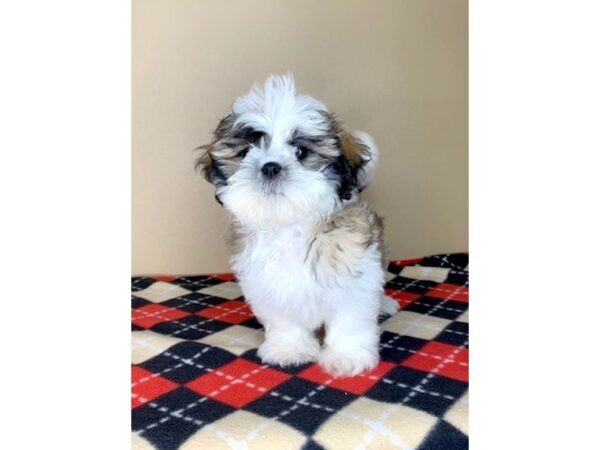 Shih Tzu DOG Male Gold / White 1690 Petland Florence, Kentucky