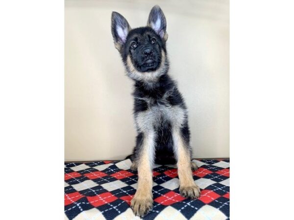 German Shepherd Dog DOG Female Black / Tan 1691 Petland Florence, Kentucky