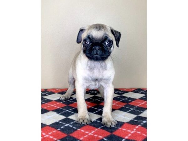 Pug DOG Male Fawn 1692 Petland Florence, Kentucky