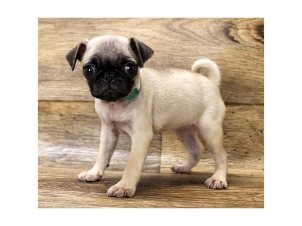 Pug DOG Male Fawn 1707 Petland Florence, Kentucky