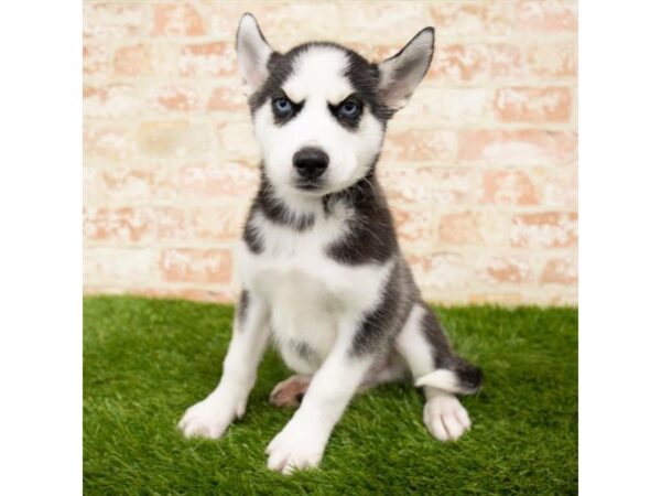 Siberian Husky DOG Male Black / White 1699 Petland Florence, Kentucky