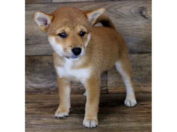 Shiba Inu-DOG-Female-Red-1701-Petland Florence, Kentucky