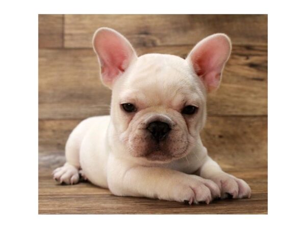 French Bulldog DOG Male Cream 1702 Petland Florence, Kentucky