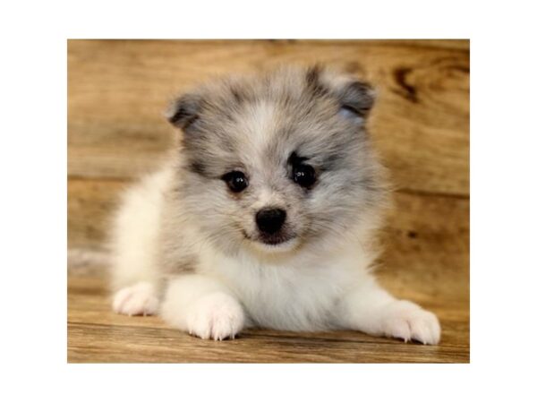 Pomeranian DOG Male Blue Merle 1703 Petland Florence, Kentucky