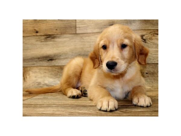 Golden Retriever DOG Female Golden 1704 Petland Florence, Kentucky