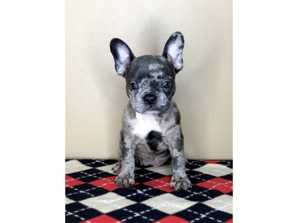 Frenchton DOG Male Blue 1709 Petland Florence, Kentucky