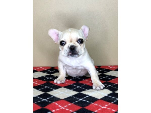 French Bulldog DOG Female Cream 1706 Petland Florence, Kentucky