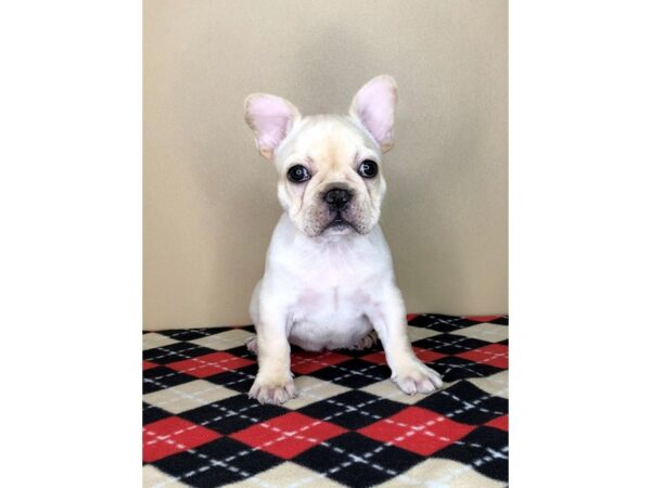 French Bulldog-DOG-Male-Cream-1705-Petland Florence, Kentucky