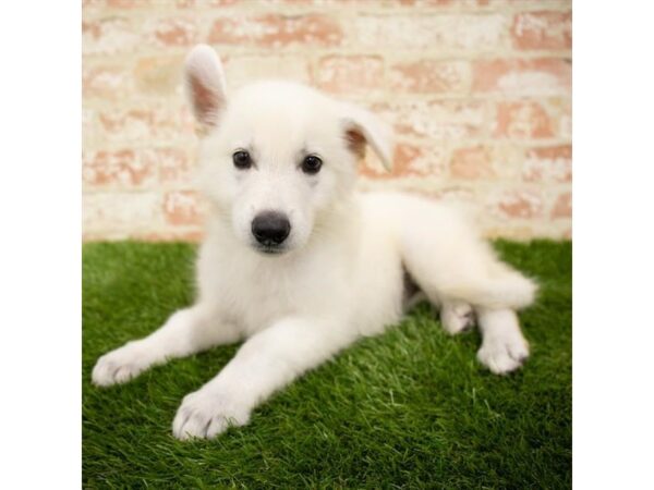 German Shepherd Dog-DOG-Female-White-1711-Petland Florence, Kentucky