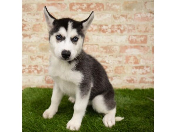 Siberian Husky DOG Female Black / White 1712 Petland Florence, Kentucky