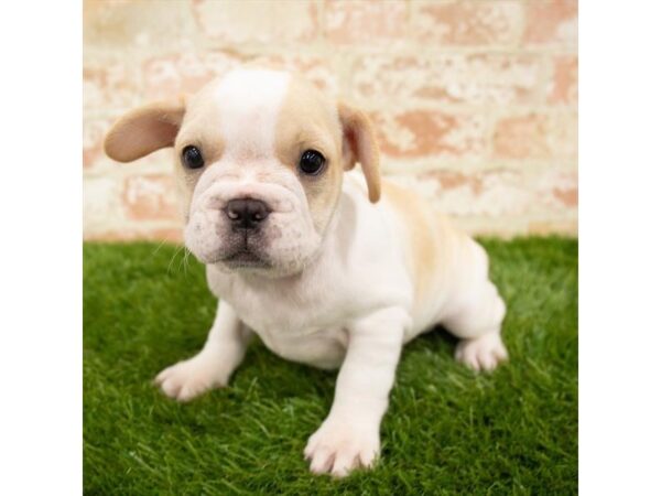 French Bulldog DOG Male Cream 1713 Petland Florence, Kentucky