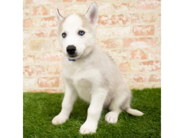 Siberian Husky DOG Male Gray / White 1714 Petland Florence, Kentucky