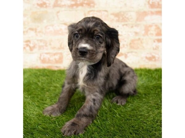 Cocker Spaniel DOG Female Blue 1715 Petland Florence, Kentucky